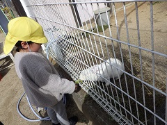 うさぎに野菜の葉をあげる幼児