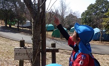 桜のつぼみを見付け指差す幼児