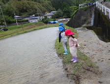 田んぼが波打っている様子を見る