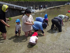 田植えをする