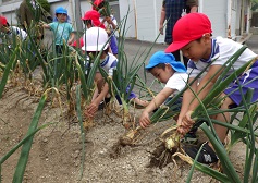 小学生と玉ネギを抜く