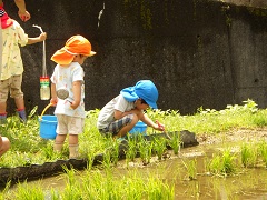 5歳児がオタマジャクシをすくうところを見ている未就園児