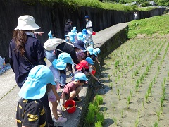 田んぼの様子を見る子どもたち