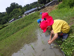 田んぼのオタマジャクシを採ろうとする