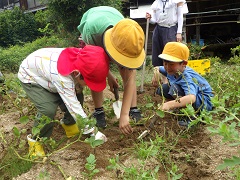 小学生とジャガイモを掘る