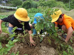 小学生とジャガイモを掘る