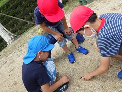 虫の幼虫を見ている幼児と小学生