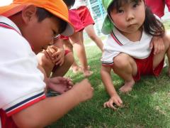 芝生の様子