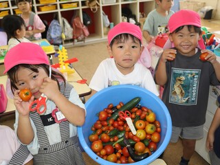 野菜収穫