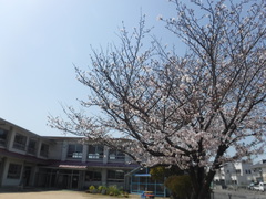 桜