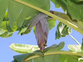 バナナの花