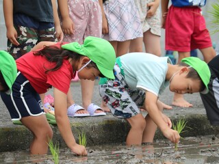 田植え