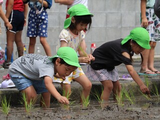 田植え