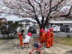 桜の下で遊んでいる幼児の写真