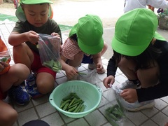グリーンピースの収穫をする幼児の写真