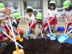 野菜の苗植えをしている幼児の写真