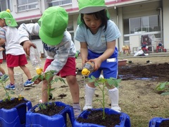 野菜の苗植えをしている幼児の写真