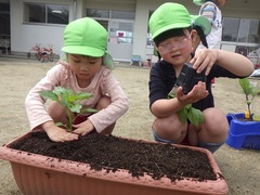 野菜の苗植えをしている幼児の写真