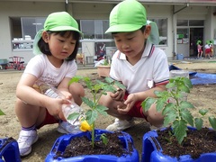 野菜の苗植えをしている幼児の写真