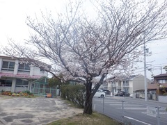 園庭の桜の写真