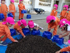 チューリップを植える幼児の写真