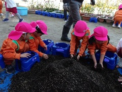 チューリップを植える幼児の写真