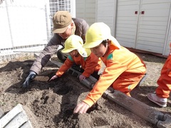 ジャガイモ植えをする幼児の写真