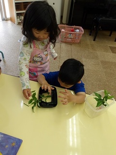 幼虫を見る様子