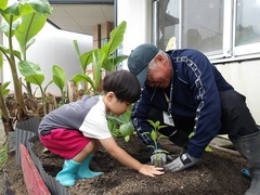 野菜の苗を植える様子