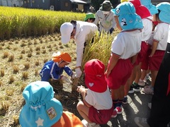 幼児が稲を刈る様子