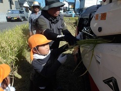 教師と幼児が稲を運ぶ様子