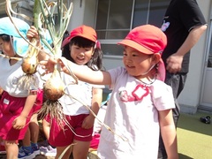 3歳児のタマネギ収穫