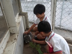 うさぎ当番をする様子