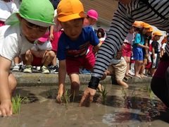 田植えをする様子