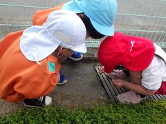 ダンゴムシを探す様子