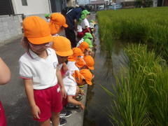田んぼを見る様子