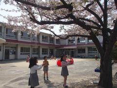 桜を見ている様子
