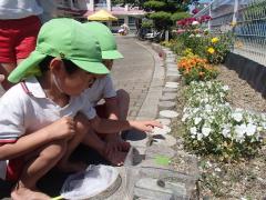 ツマグロヒョウモンの幼虫を探している様子