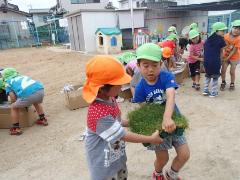 年長児が苗を運んでいる様子