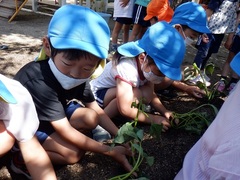 サツマイモの苗植えをする様子