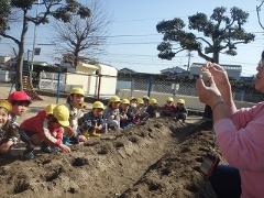 園庭ジャガイモ植え