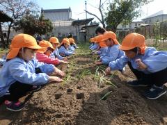 タマネギ植えの様子