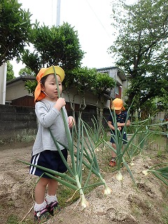 タマネギ背比べ