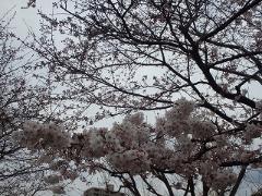 幼稚園の桜