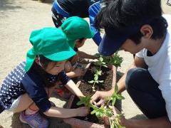 ひまわり植え替え