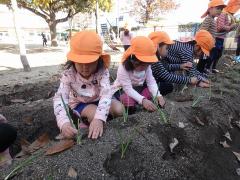 タマネギの苗植えの様子