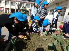 球根を植え変えている様子