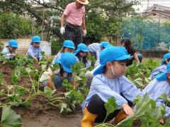 サツマイモ苗植えの様子