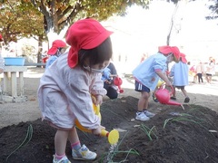 タマネギ苗植えの様子