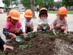 トマトの苗を植える様子